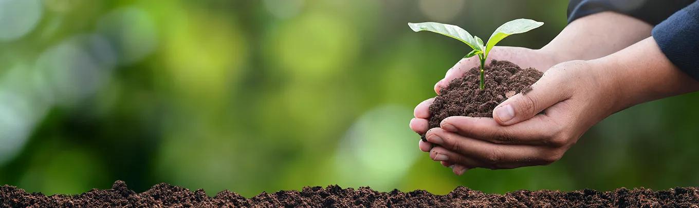plant in the hand of a tree Ecological environment concept and forest conservation. taking care of the forest nature background
