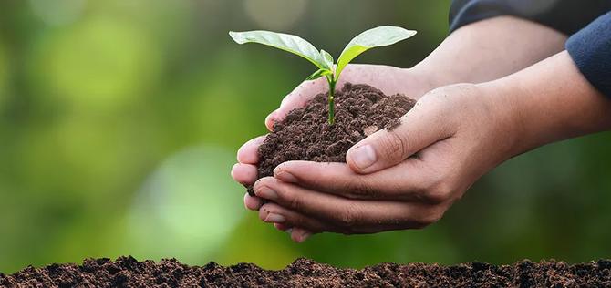 plant in the hand of a tree Ecological environment concept and forest conservation. taking care of the forest nature background