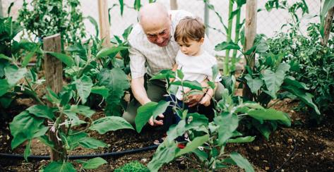 Grandfather working with young grandson in the garden