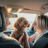 Couple enjoys road trip with adorable brown Maltipoo, sitting in car seats. Woman smiles at dog, capturing moment of joy and companionship during journey. Perfect for modern family travel concepts