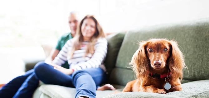 Couple sitting on the couch lovingly looking at their cute dog. 